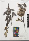 Foto von Salix glauca L.